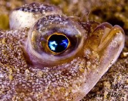 Sanddab at the Alki Junkyard by Drew Collins 